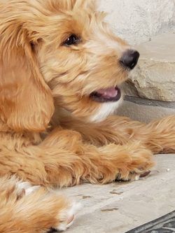 Goldendoodle – Puppies bite – Coaching tips 4 Coaching Tips I Learned Training My Puppy
