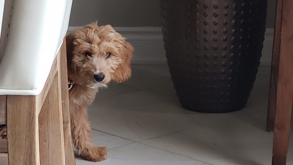 Puppies Bite - Coaching tips to remember