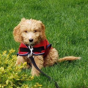 Goldendoodle